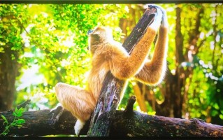 湘阴松鼠ai1对1，湖南松鼠之家